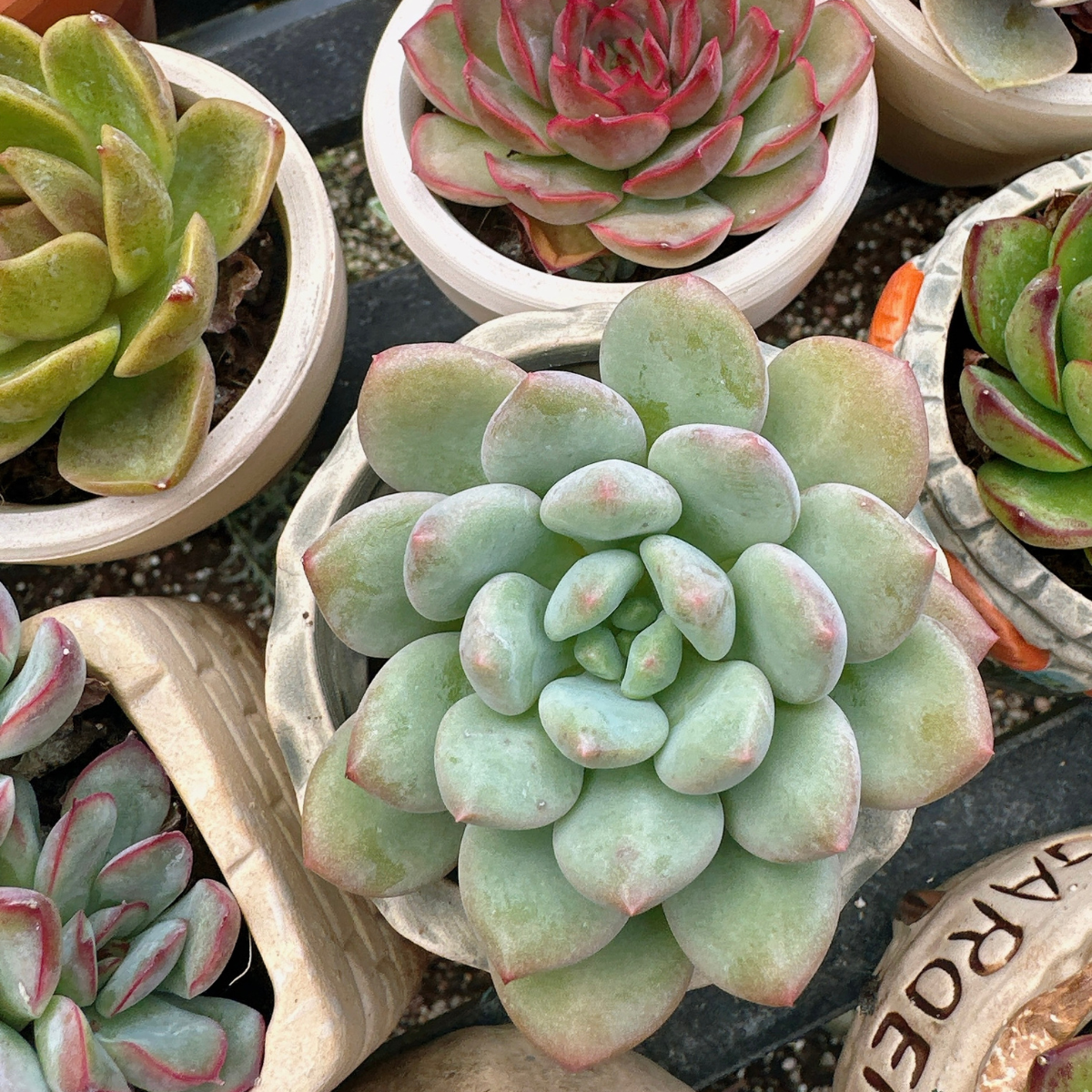 Close-up of a succulent plant in a pot with other plants in the background