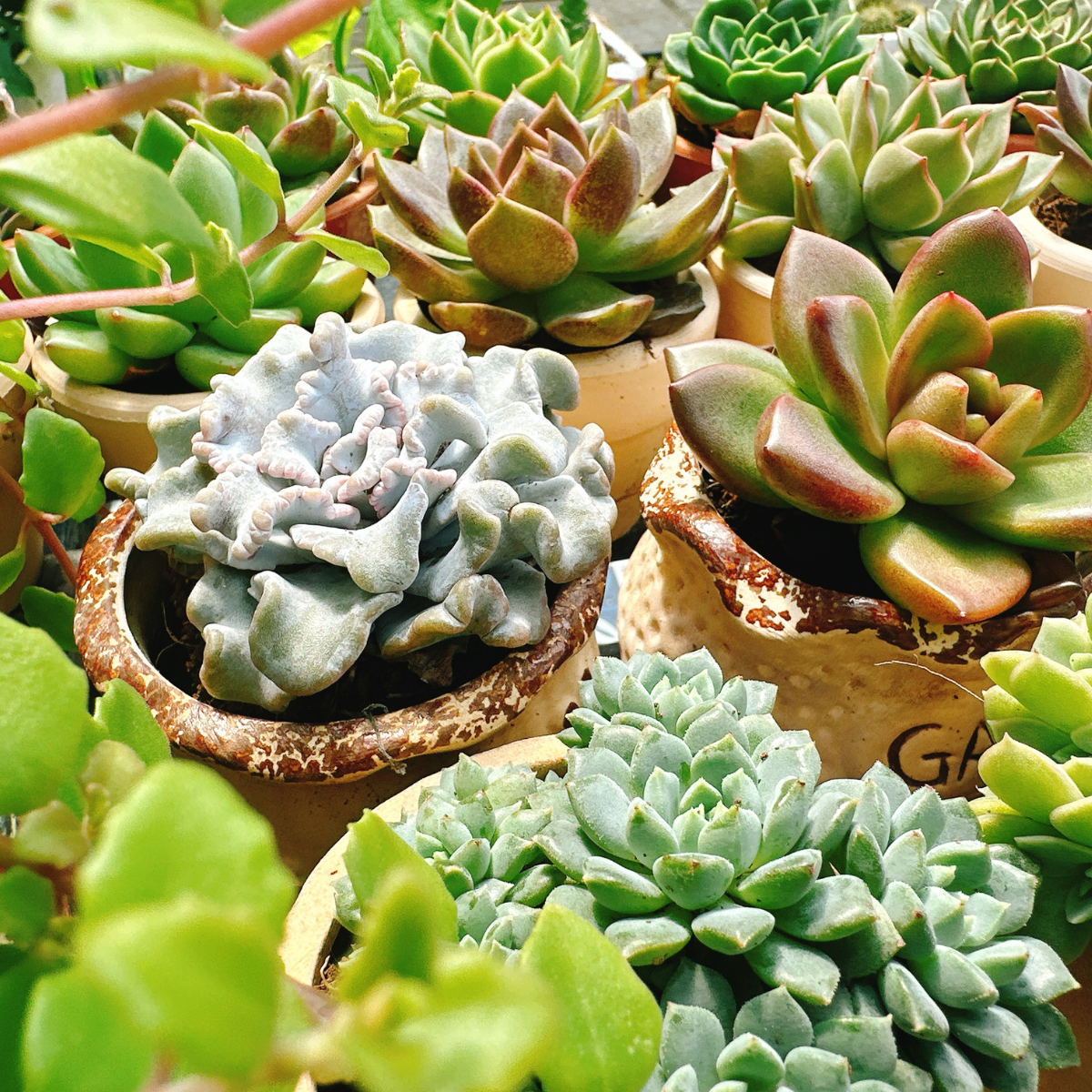 Sen đá đã thuần khí hậu miền Tây, chịu mưa nắng thất thường. Kích thước vừa vặn, dễ trồng cho người mới. 3 loại chậu. Giao toàn quốc.