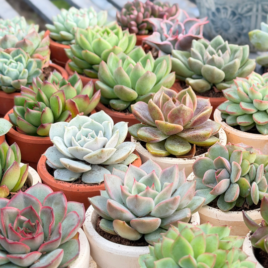 Sen đá đã thuần khí hậu miền Tây, chịu mưa nắng thất thường. Kích thước vừa vặn, dễ trồng cho người mới. 3 loại chậu. Giao toàn quốc.