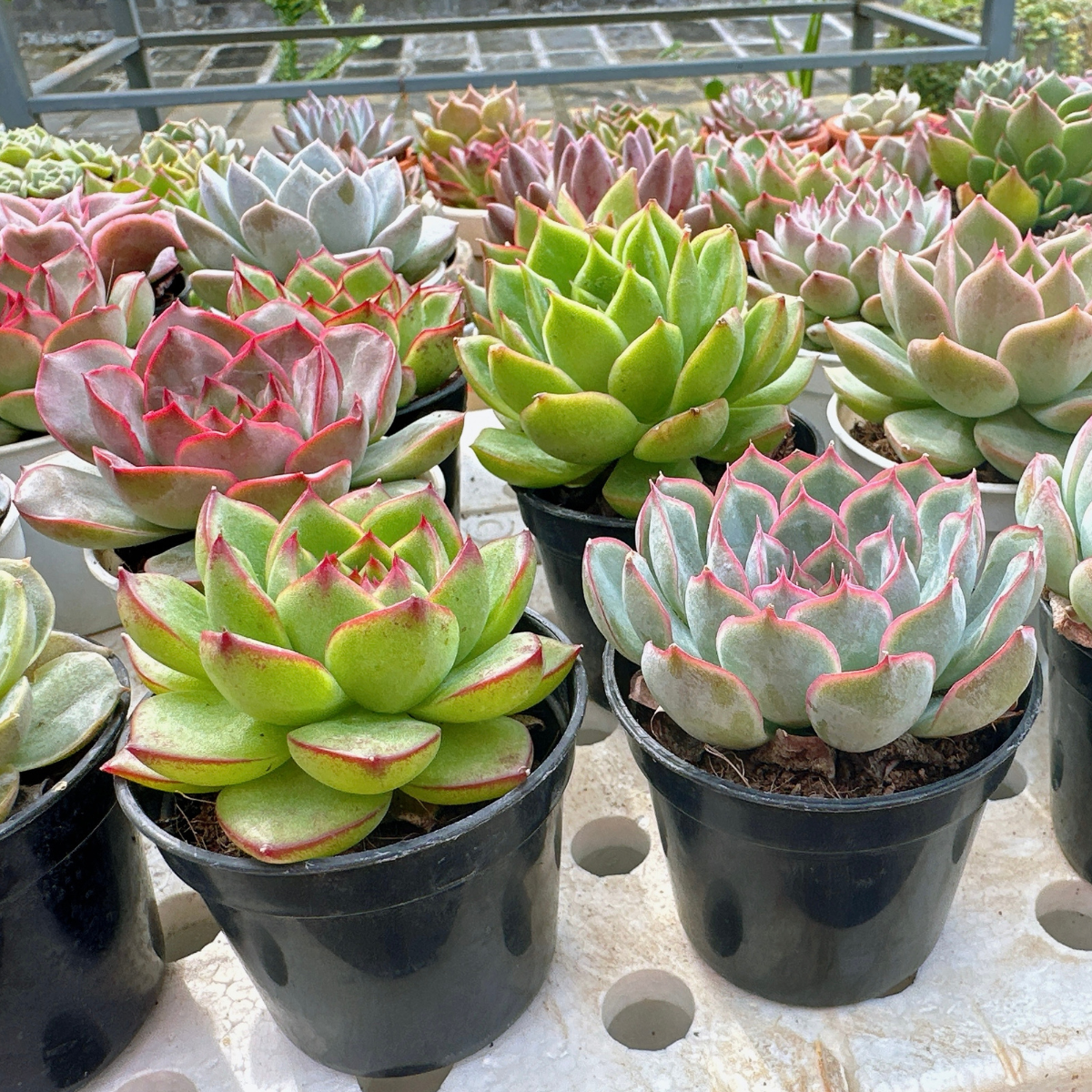 Sen Đá Cà Mau DENDO 01