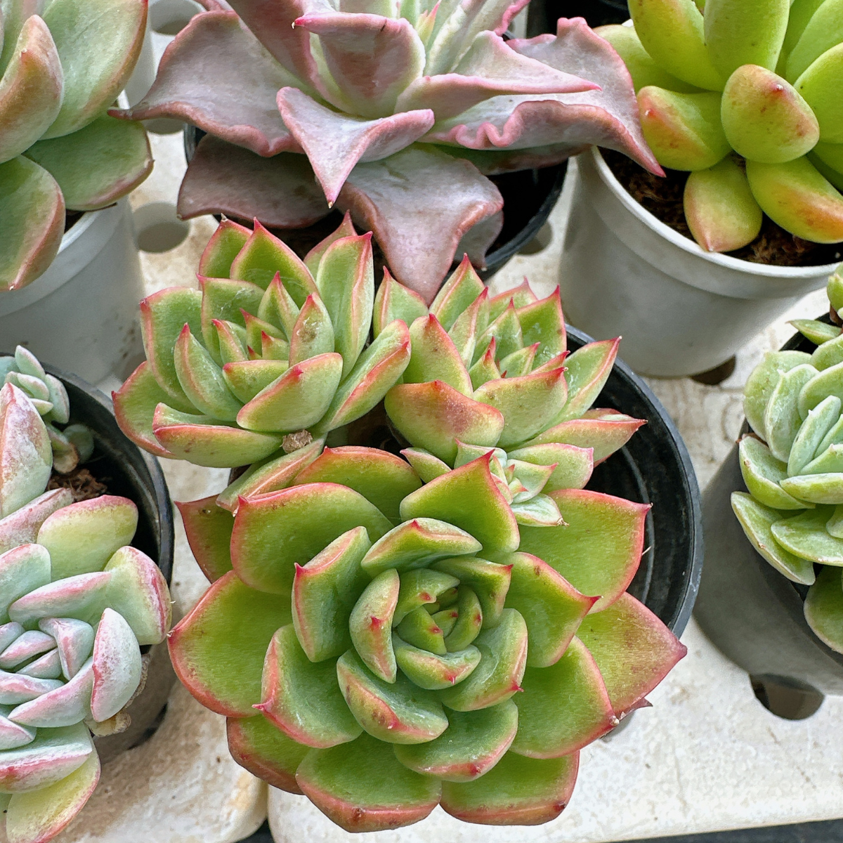 Close-up of succulents in pots with a focus on green and pink leaves.