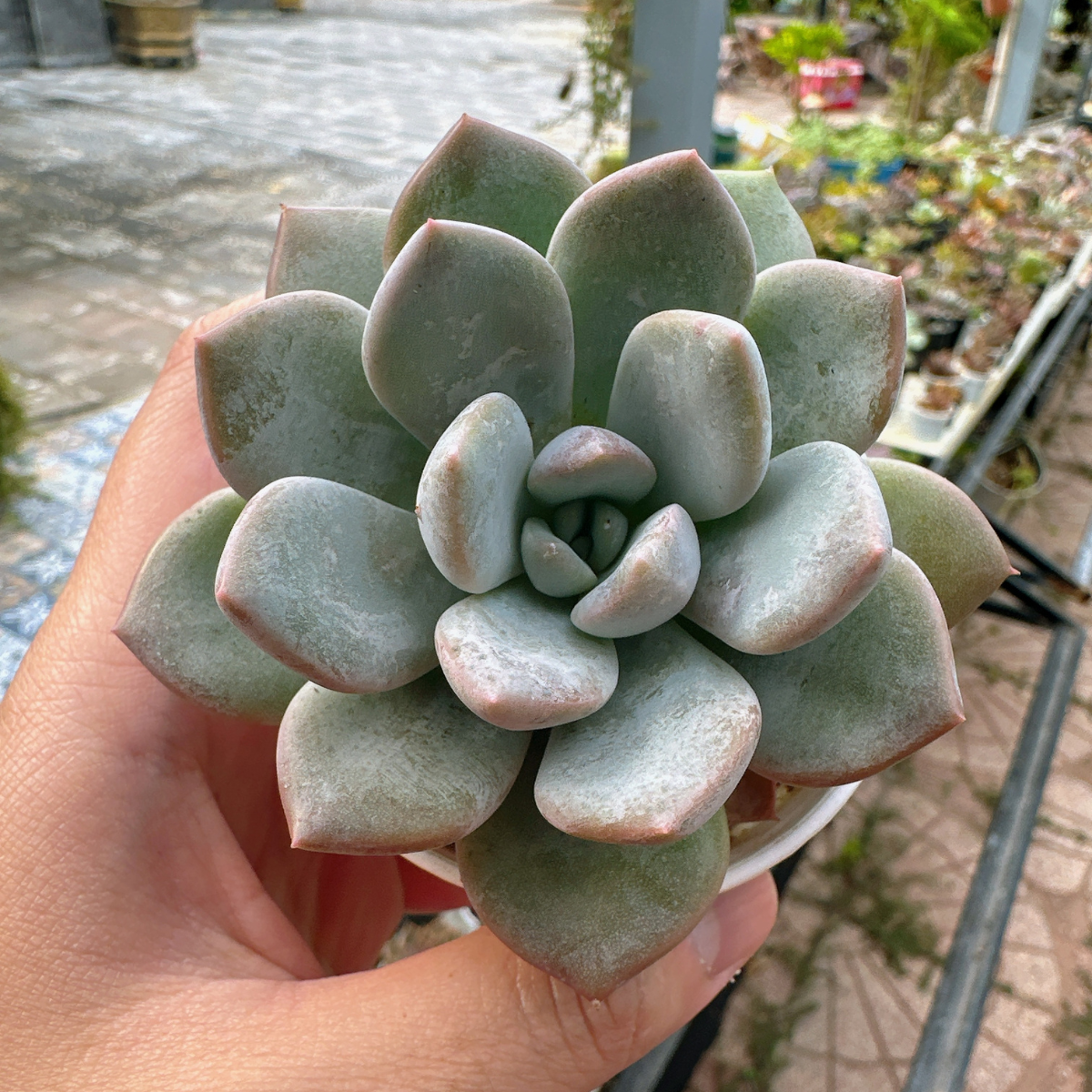 Sen Đá Cà Mau DENDO 0111