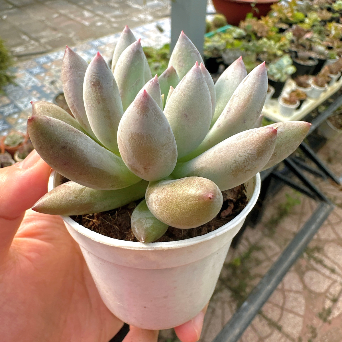Person holding a small potted succulent plant in an outdoor setting Sen Đá Cà Mau DENDO 01