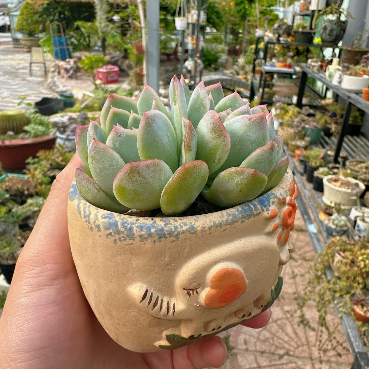 Sen Đá Cà Mau DENDO 03