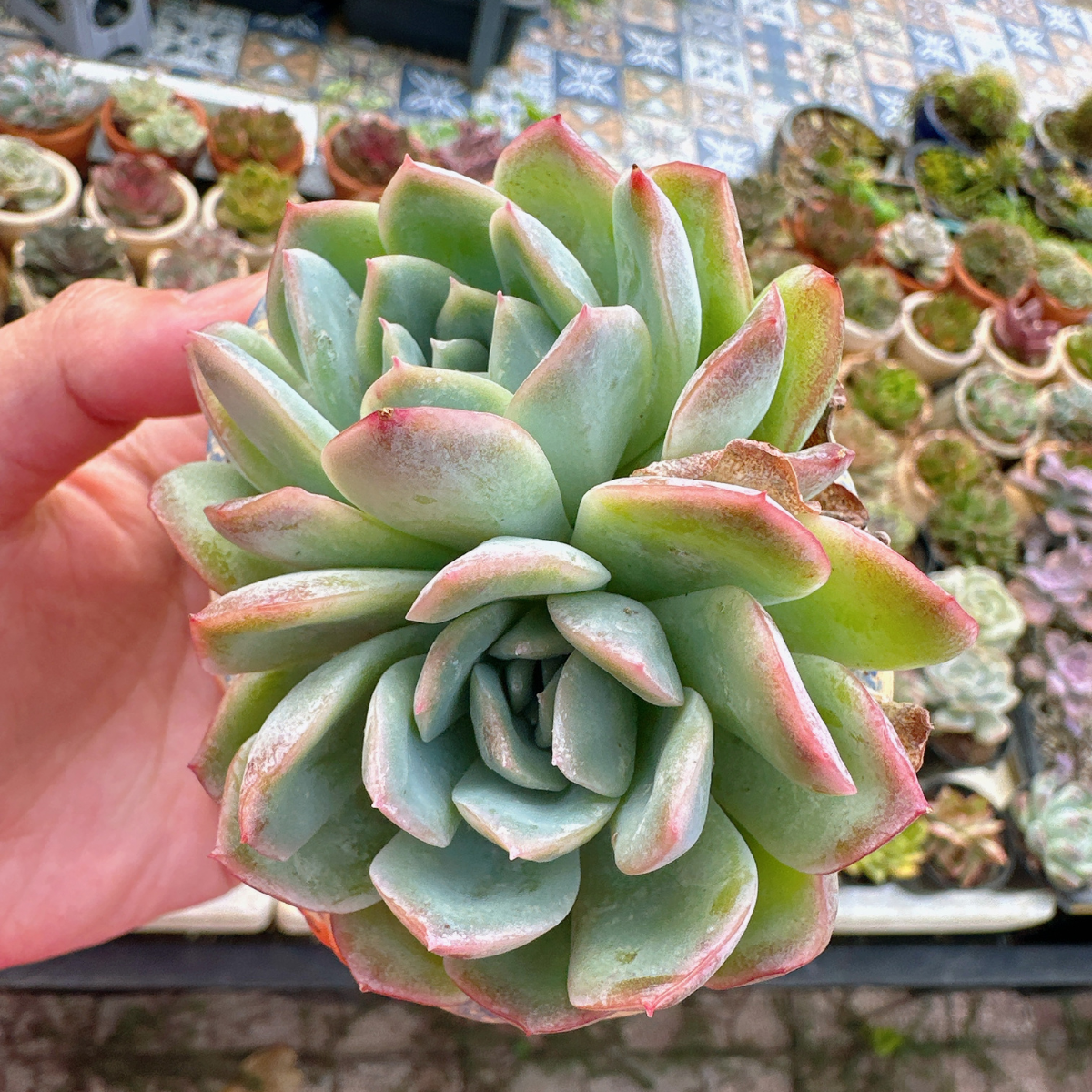 Sen Đá Cà Mau DENDO 01