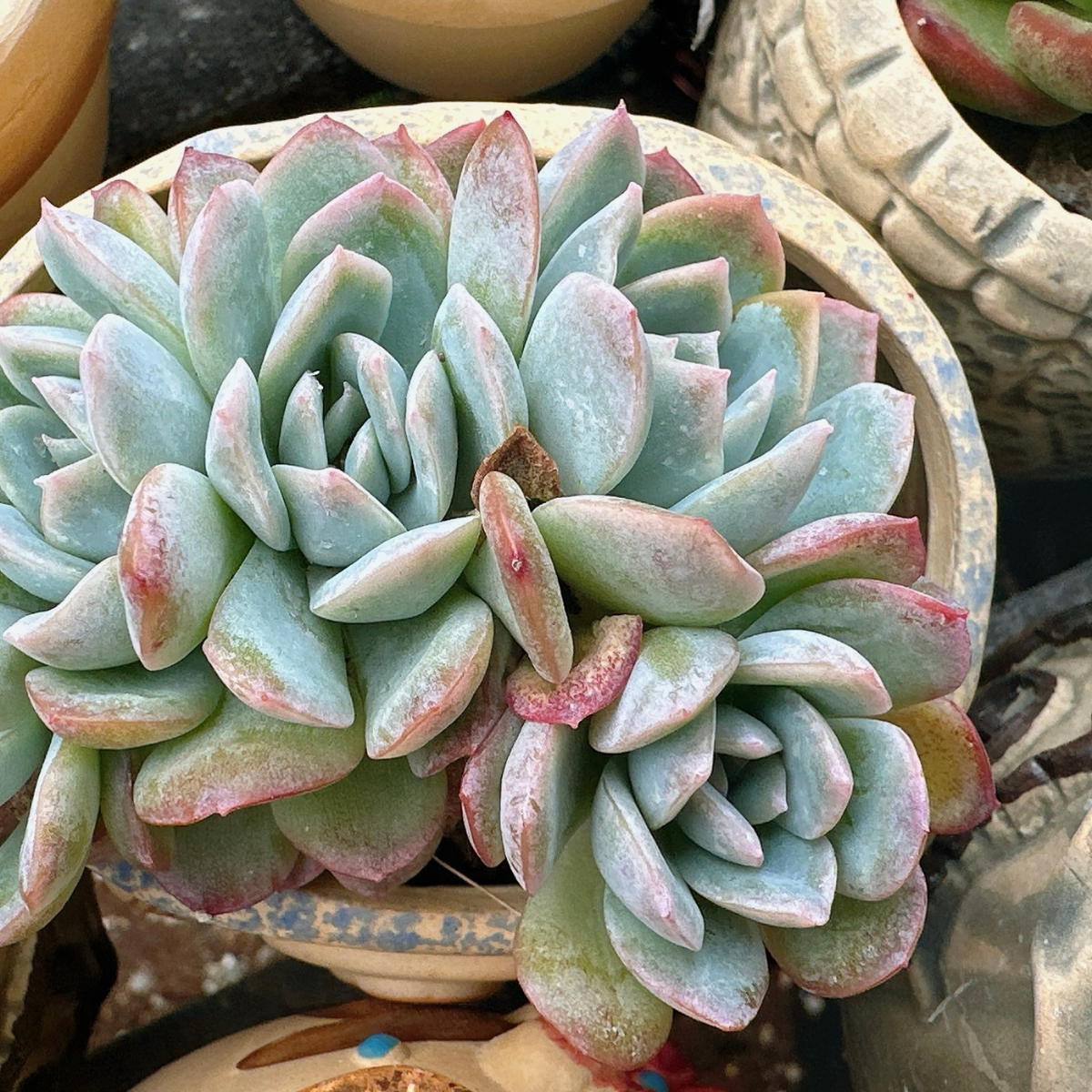 Sen Đá Cà Mau DENDO 05