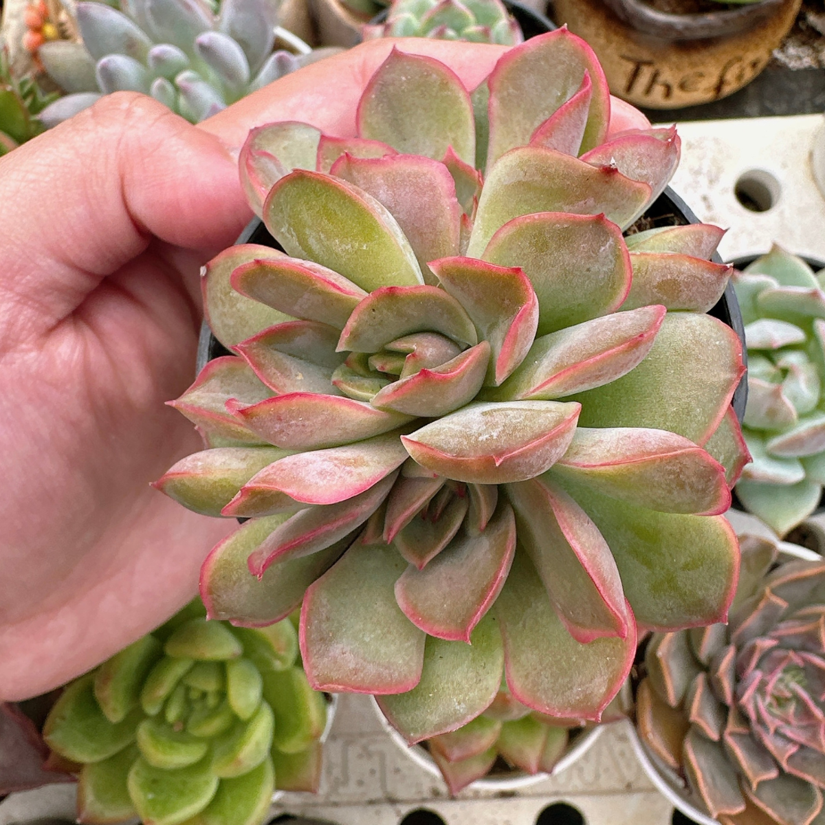 Sen Đá Cà Mau DENDO 08