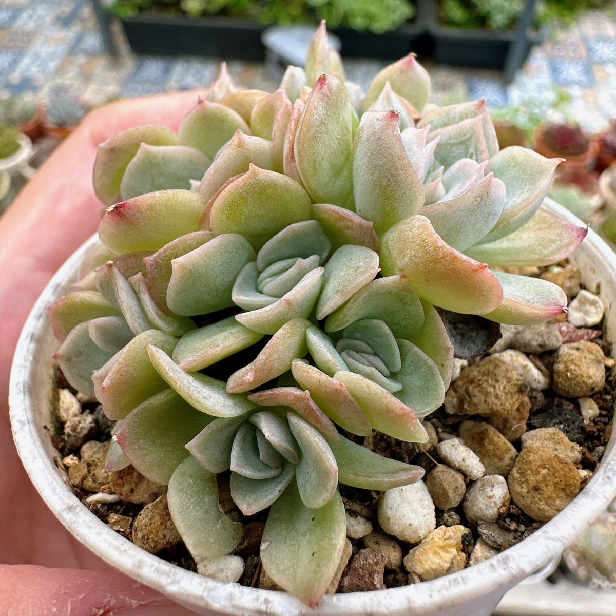 Sen Đá Cà Mau DENDO 09